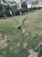 رویش اولین نارنج